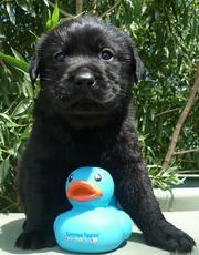 CUTE LABRADOR PUPS FOR SALE
