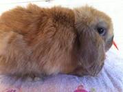 CHOCOLATE TORTE MINI LOP BUCK