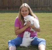      PureBred Japanese Spitz Puppies,  from best champion Blood Line.