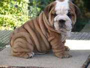 Cute and Adorable English Bulldog Puppies For Adoption