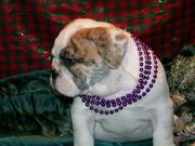 Top quality Bulldog puppies