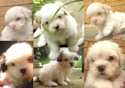 MALTESE/SHITZU PUPPIES