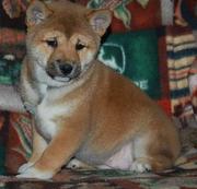 Fawn Shiba Inu Puppies