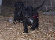 Heavily socialized Neapolitan Mastiff puppies
