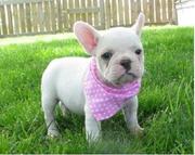 vet checked french bulldog puppies ready for a new home