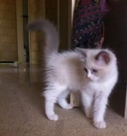 Purebred ragdoll Kittens for sale boy & girl available Bi-colour CUTE