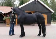 Beautiful and intelligent Friesian horse.