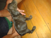 Pure English Staffy Pups