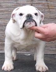 cute andamezing puppies for sdale