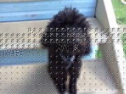 Purebred Black Toy Poodle