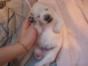 2 Purebred Japanese Spitz Puppy