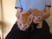 Kittens for adobtion! Price incluedes desex, microchip and 3 Vaccinations.