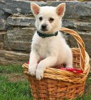 American Eskimo (Spitz) Puppies for Sale