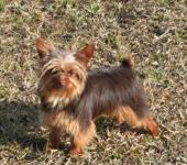 lovely chocolate yorkie for adoption