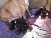 staffy pups for sale