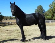 black friesian house for sale