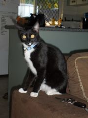 LOST Cat Mount Sheridan