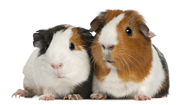 Guinea pigs