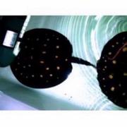  Marine leopodi stingrays p13/14 for sale