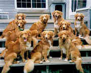 Nova Scotia Duck Tolling Retriever