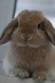 DWARF LOP RABBITS FOR SALE