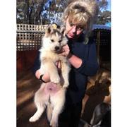 Siberian Husky Purebred Puppies  For Adoption