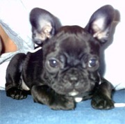 Adorable French Bulldog Babies