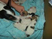 Jack Russel x Jack Russel/Fox Terrier Puppies