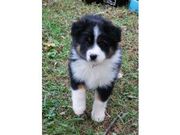 Australian Shepherd for Sale