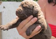 beautiful brown Chesapeake Bay Retriever puppy