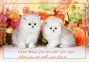 Lilac & White Bicolor Persian Kitten For Rehoming 