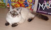 Adorable SIB (Neva Masquerade) male-kitten