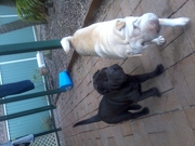 purebred shar pei pup.