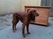 Monty needs rehoming asap