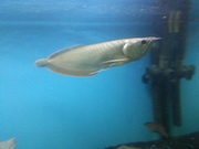 blue and gold arowana fish for sale