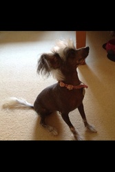 Purebred Chinese Crested Dog (female)