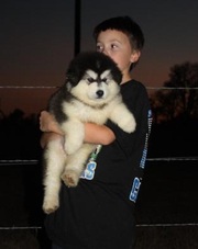  Alaskan Malamute Puppies For Sale