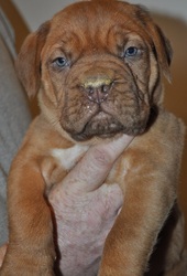 Dogue De Bordeaux Puppies For Sale