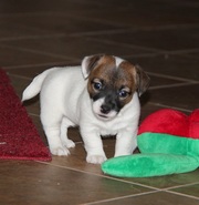 Jack Russell Terrier Puppies For Sale