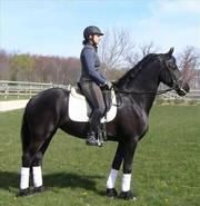 Stunning Mare Friesian Horse