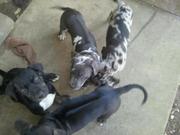 Neo mastiff x leopard hound puppies