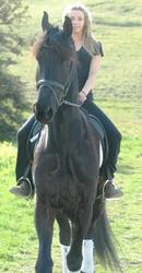 Lovely Friesian Gelding Horse 