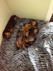 Beautiful Pedigree Miniature Daschunds For Sale