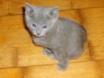 Russian Blue Litters