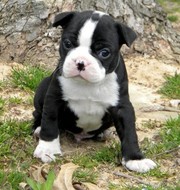 Best Companion,  Best Friend,  Play Mate,  Good Temperament Boston Terrie