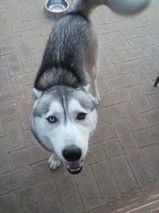 Siberian husky 
