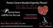 Central Coast Bull Terrier Rescue Need Foster/Forever Homes All States