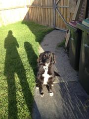 Border Collie Needing A Farm