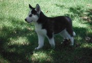 nice and lvey siberin husky puppies 