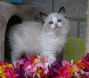 Shelzdollz is a registered breeder of Ragdolls